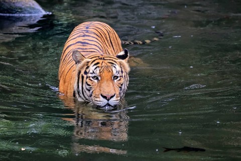 Malaysia tiger (Panthera tigris jacksoni), adult, in water, alert, Malaysia, Southeast Asia