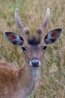 Dama dama, fallow deer, fallow deer, high size, vertical format, mammals, mammals