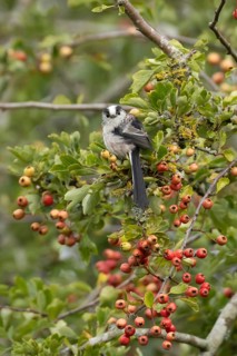Long tailed tit (Aegithalos caudatus) adult bird in a Hawthorn tree full of red berries in summer,