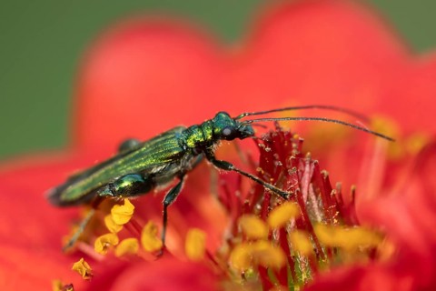 Thick-legged flower beetle (Oedemera nobilis) adult insect feeding on a garden red Geum flower in