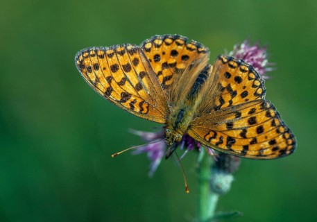 Argynnis aglaja, dark green fritillary, large mother-of-pearl butterfly, Speyeria aglaja,