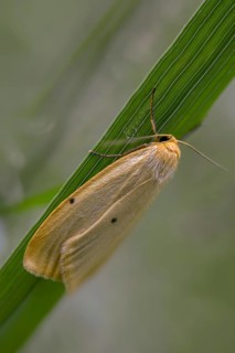 Cybosia mesomella, ivory lichen bear, four-dotted footman, high size, portrait format, insects,