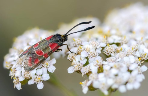 Carniolane burnet, eastern burnet moth, esparset ram, Carniola ram, zygaena carniolica, flew off,