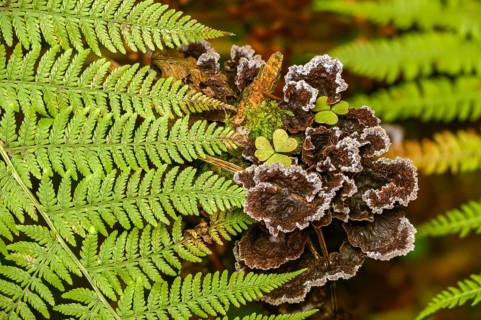 Earthfan fungus, earthwart mushroom, fan-shaped earwart mushroom, common earwart fungus,