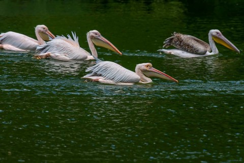 Crested pelicans (Pelecanus crispus) at their nesting site, Nuremberg Zoo, Middle Franconia,