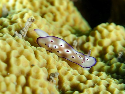 A nudibranch with purple edges and a spotted pattern, the magnificent star snail (Hypselodoris