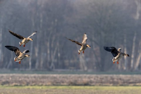 Bean geese (Anser fabalis), Emsland, Lower Saxony, Germany