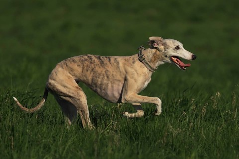 Whippet racing, Whippet running, A whippet running at high speed across a green meadow, Racing