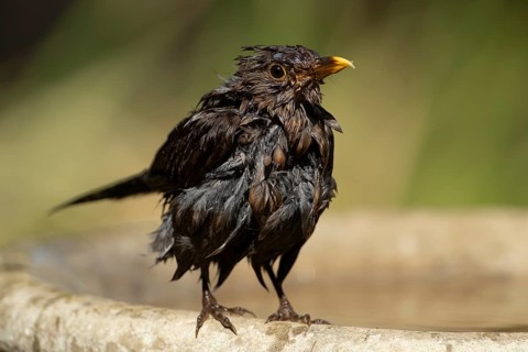 Eurasian blackbird (Turdus merula) adult garden bird having bathed on a water bird bath, England,