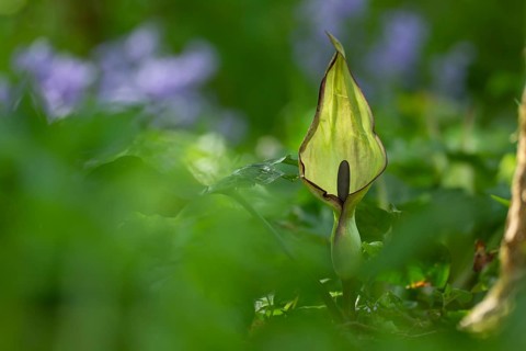 Lords-and-ladies or Arum lily (Arum maculatum) flower head in a woodland in spring, Suffolk,