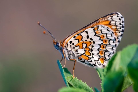 Brandenburg, common cheek moth, Germany, Glanville Fritillary, Melitaea Cinxia, Nabu, national