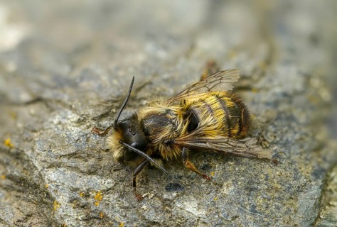 Apidae, bees, horned mason bee, hymenoptera, mason bee, osmia cornuta, insects, male, male