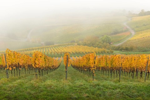 Vineyards with yellow leaves and green fields in a foggy autumn atmosphere, Korb im Rems Valley,