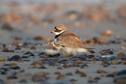 Ringed plover (Charadrius hiaticula) adult parent and juvenile baby wading birds on a shingle beach