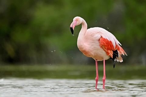 A greater flamingo (Phoenicopterus roseus), standing in the water, Camargue Regional Nature Park,