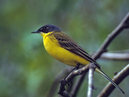 Dark-headed wagtail, motacilla flava thunbergi, Nordic sheeptail, birds, male, passeri, songbirds,