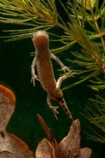Italian newt, Italian water newt, Lissotriton italicus, Triturus italicus, amphibians, caudata,