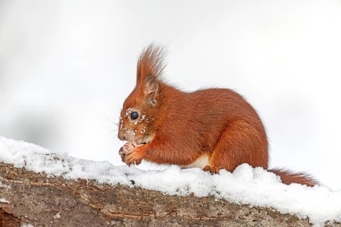 A squirrel (Sciurus vulgaris) eating a hazelnut, winter, snow, cold, sweet, cute, winter food,