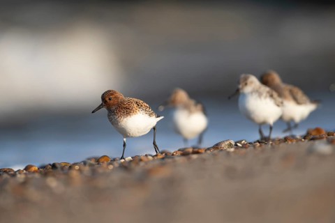 Sanderling (Calidris alba) adult wading bird in summer plumage on a beach, England, United Kingdom
