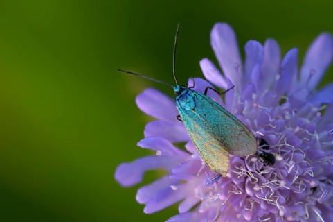 Flake green ram, green ram, jordanita globulariae, insects, moths, moths, moths, moths, scarce