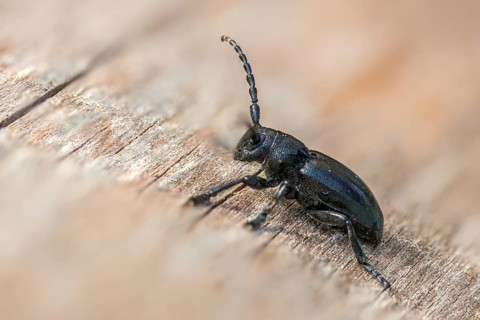 Cerambycidae, dorcadion fuliginator, grey-winged earthbuck, grey-winged longhorn beetle,
