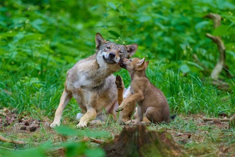 A wolf and his cub are playing in the green forest, surrounded by lush nature, summer, wolf (Canis
