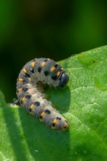 Abia sericea, cimbicidae, club horned sawfly, hymenoptera, clubhorn leaf wasp, clubhorn leaf wasps,