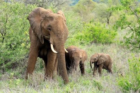 African elephant (Loxodonta africana), adult, female, calves, foraging, social behaviour, Kruger