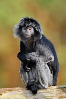 Javan lutung (Trachypithecus auratus), female sitting on a tree trunk, in captivity, found in