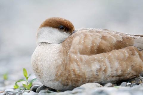 Red-crested Pochard (Netta rufina), female resting on the shore, Lake Constance, Baden-Württemberg,