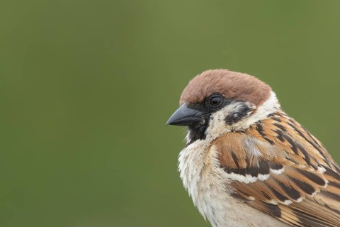 Tree sparrow (Passer montanus) adult bird head portrait, England, United Kingdom