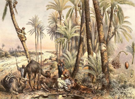 Oasis with date palms, Phoenix dactylifera. While people camp in the foreground, camels rest and