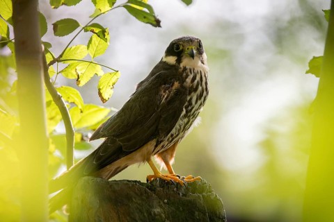 Falcon, Falco Subbuteo, Hobby, Birds, Falcon, Falconiformes, Falcons, Raptors, Birds of Prey, Birds