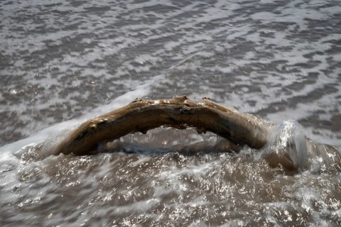 Piece of driftwood washed by surf, Houvig Beach, North Sea, Denmark