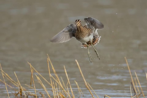 Common snipe (Gallinago gallinago) adult wading bird flying over a lake, Suffolk, England, United