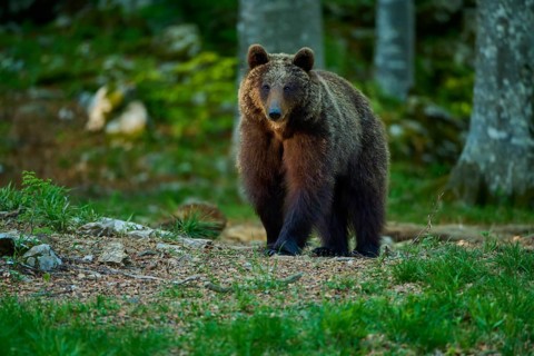 A brown bear explores the peaceful, green forest – European brown bear (Ursus arctos), Slovenia