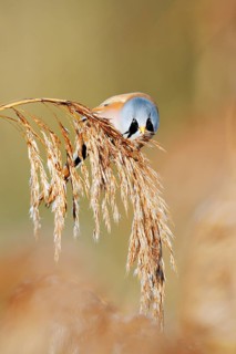 Bearded Tit (Panurus biarmicus), male eating the seeds from a fruiting reed (Phragmites australis),