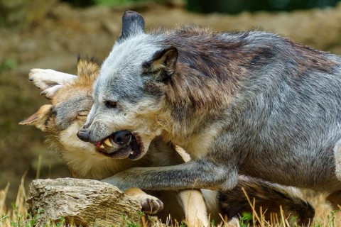 Timberwolf, wolf, American wolf (Canis lupus lycaon), Germany, two wolves engaged in aggressive