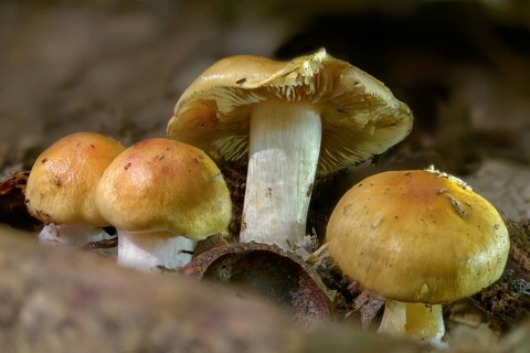 Bitterest mucous foot, Cortinarius vibratilis, biliary mucous foot, fungi, fungus, mushrooms