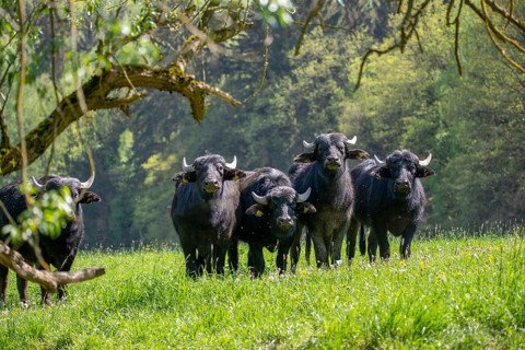 Artiodactyla, Bubalus Arnee, even-toed ungulate, cloven-hoofed, water buffalo, water buffalo,