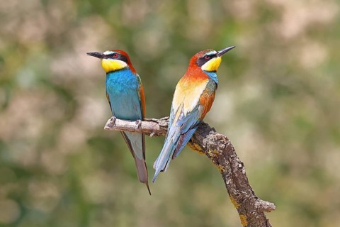 European bee-eater (Merops apiaster) – two birds perched on a branch, a pair of birds, Lake