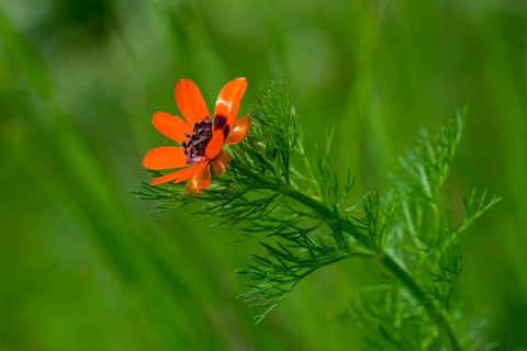 Adonis aestivalis, adonis florets, blood eye, Czech Republic, buttercup family, little devil's eye,