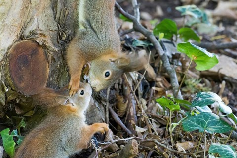 Two young squirrels (Sciurus vulgaris) interacting curiously on the forest floor, surrounded by