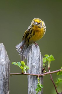 European Serin, serine, serinus serinus, birds, garden, garden fence, high size, portrait format,