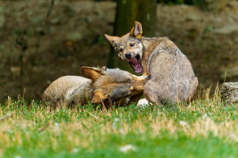 Timberwolf, wolf, American wolf (Canis lupus lycaon), Germany, two wolves playing on a grassy patch