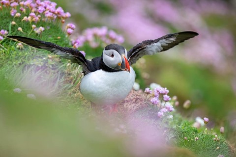 Puffin (Fratercula arctica), Sumburgh Head, Mainland, Shetland Islands, Scotland, Great Britain