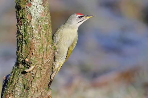 Grey-headed Woodpecker (Picus canus), a male perched on a tree trunk covered in moss and lichen