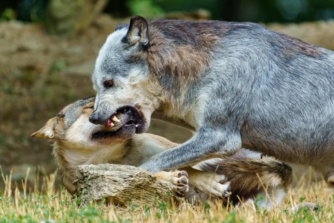 Timberwolf, wolf, American wolf (Canis lupus lycaon), Germany, two wolves engaged in an intense