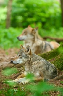 A wolf lies in the shade, calm in the green forest, whilst another rests in the background, summer,