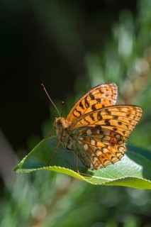 Argynnis adippe, Fabriciana adippe, fiery mother-of-pearl butterfly, high brown fritillary,